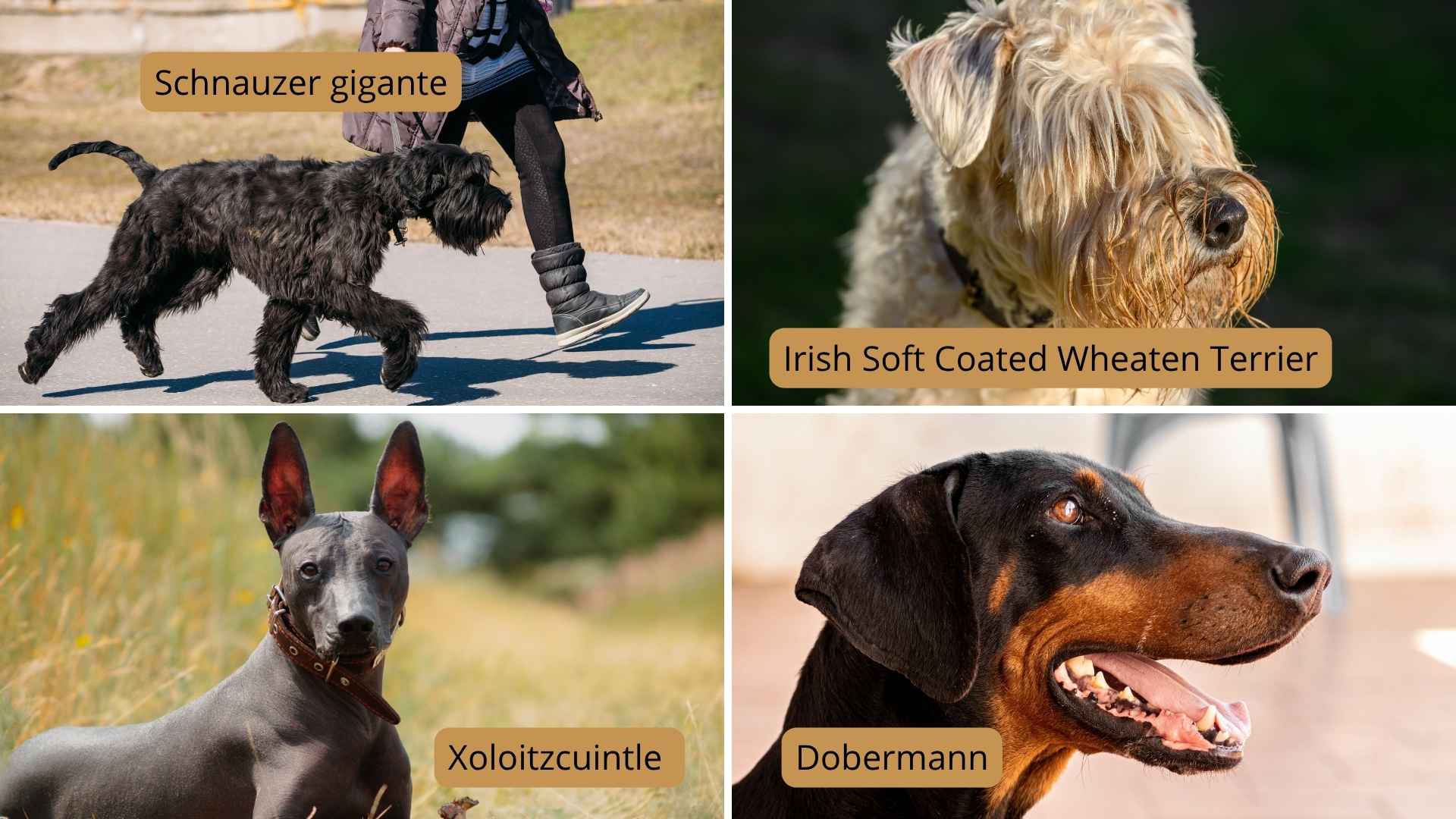 collage perros grandes